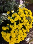 Yellow mum also needs to move so it can get bigger. I seem to forget every spring to do it.