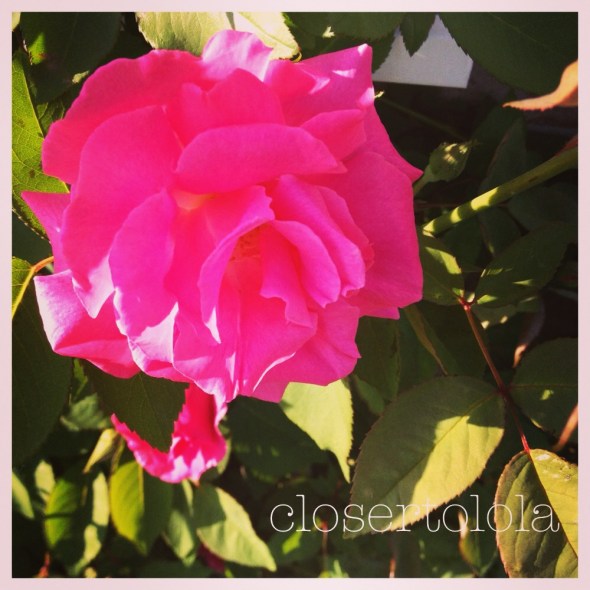 Zephirine Drouhin climbing pink rose. Year #2